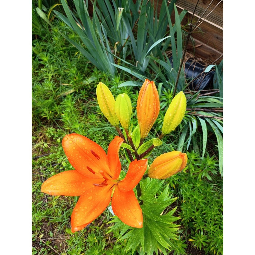 Asiatic lilies Mixed Bulbs‎ Pack Of 3 Freshly Dug Reds, Orange, Burgundy, And...
